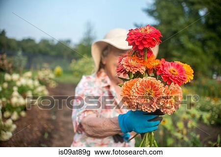 Portrait of senior female farmer holding a bunch of fresh cut flowers View Large Photo Image Stock Image - Portrait of senior female farmer holding a bunch of fresh cut flowers. Fotosearch