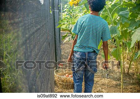 Rear view of boy collecting eggs from hen house View Large Photo Image Stock Image - Rear view of boy collecting eggs from hen house. Fotosearch
