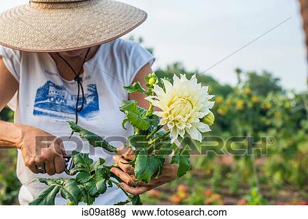 Senior female farmer pruning leaves from cut flower View Large Photo Image Stock Image - Senior female farmer pruning leaves from cut flower. Fotosearch