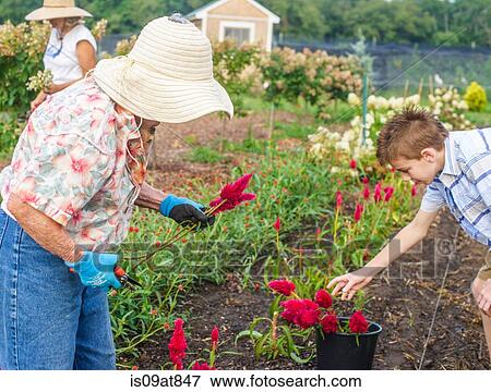 Senior woman and grandson harvesting flowers on farm View Large Photo Image Stock Photo - Senior woman and grandson harvesting flowers on farm. Fotosearch