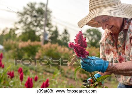 Senior woman harvesting and trimming flowers on farm View Large Photo Image Stock Photograph - Senior woman harvesting and trimming flowers on farm. Fotosearch