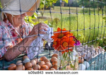 Senior woman wiping eggs on farm View Large Photo Image Stock Image - Senior woman wiping eggs on farm. Fotosearch