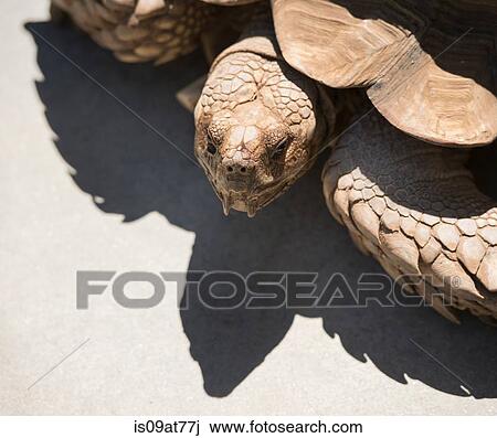 Stock Image - Tortoise, close-up. Fotosearch