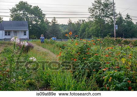 Two female farm workers working in flower fields View Large Photo Image Stock Image - Two female farm workers working in flower fields. Fotosearch