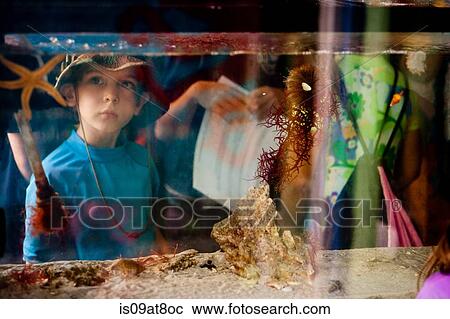 Stock Image - View through salt water aquarium of young boy looking at starfish. Fotosearch