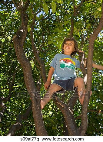 Stock Photography - Young boy sitting in tree, low angle view. Fotosearch