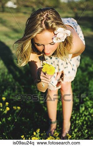 Young woman bending over smelling bunch of dandelion flowers View Large Photo Image Stock Photography - Young woman bending over smelling bunch of dandelion flowers. Fotosearch