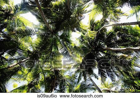 Low angle view of palm trees, Maho Bay, St. John, US Virgin Islands View Large Photo Image Picture - Low angle view of palm trees, Maho Bay, St. John, US Virgin Islands. Fotosearch