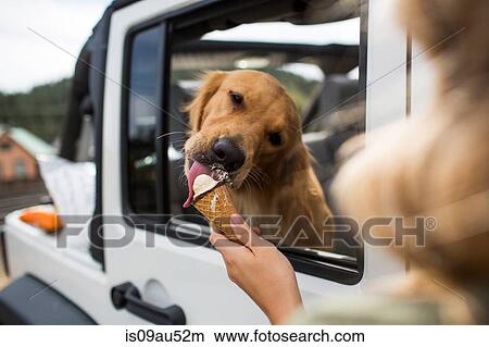Over the shoulder view of young woman feeding dog ice cream in jeep View Large Photo Image Picture - Over the shoulder view of young woman feeding dog ice cream in jeep. Fotosearch