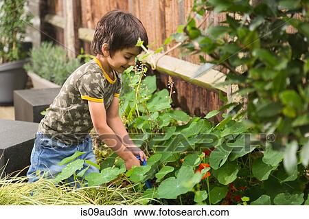 Picture - Side view of boy in garden digging plants looking down smiling. Fotosearch