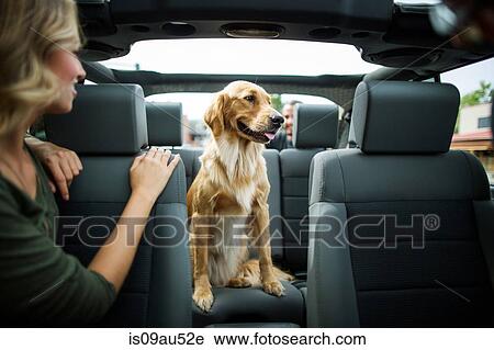 Young woman in jeep looking over her shoulder at dog View Large Photo Image Stock Image - Young woman in jeep looking over her shoulder at dog. Fotosearch