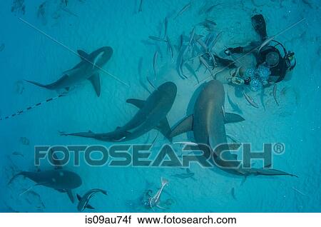 A dive master hand feeds bull sharks during the shark´s winter migration, Playa del Carmen, Mexico View Large Photo Image Stock Image - A dive master hand feeds bull sharks during the shark´s winter migration, Playa del Carmen, Mexico. Fotosearch
