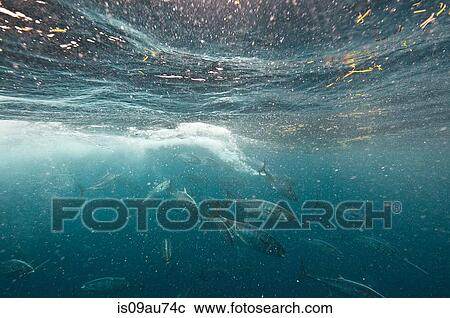 Bonito fish viciously attacking a sardine baitball, Isla Mujeres, Mexico View Large Photo Image Stock Image - Bonito fish viciously attacking a sardine baitball, Isla Mujeres, Mexico. Fotosearch
