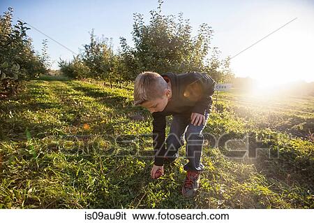 Boy in orchard bending over picking up apple from grass View Large Photo Image Stock Photograph - Boy in orchard bending over picking up apple from grass. Fotosearch