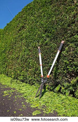 Clipped Thuja occidentalis - cedar tree hedge with garden shears and trimmings on black asphalt driveway in summer, Quebec, Canada View Large Photo Image Stock Photo - Clipped Thuja occidentalis - cedar tree hedge with garden shears and trimmings on black asphalt driveway in summer, Quebec, Canada. Fotosearch