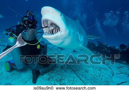 Stock Image - Dive master hand feeding female bull shark, Playa del Carmen, Quintana Roo, Mexico. Fotosearch