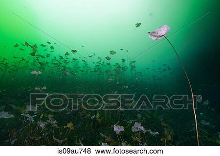 Stock Photo - Freshwater vegetation decorating the bottom of Cenote Carwash, a thick halocline clouds the surface, Tulum, Mexico. Fotosearch