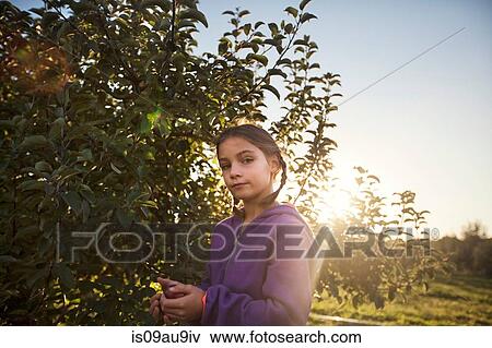Girl in orchard picking apple from tree, looking at camera View Large Photo Image Stock Photo - Girl in orchard picking apple from tree, looking at camera. Fotosearch