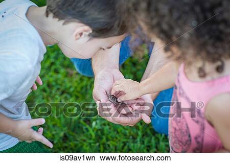 High level over shoulder view of boy and girl looking at toad in mid adult mans hands View Large Photo Image Picture - High level over shoulder view of boy and girl looking at toad in mid adult mans hands. Fotosearch