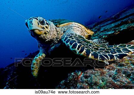 Large turtle resting on top of a wreck, oblivious to divers, Isla Mujeres, Mexico View Large Photo Image Stock Image - Large turtle resting on top of a wreck, oblivious to divers, Isla Mujeres, Mexico. Fotosearch