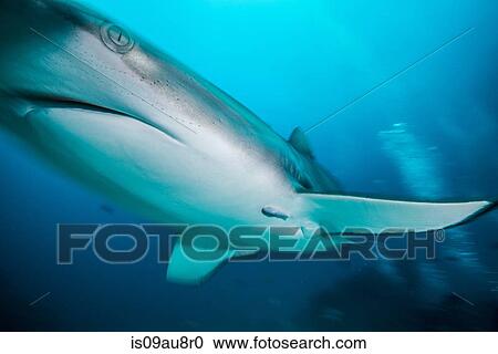 Low angle underwater close up of gray reef shark, Tiger Beach, Bahamas View Large Photo Image Stock Image - Low angle underwater close up of gray reef shark, Tiger Beach, Bahamas. Fotosearch