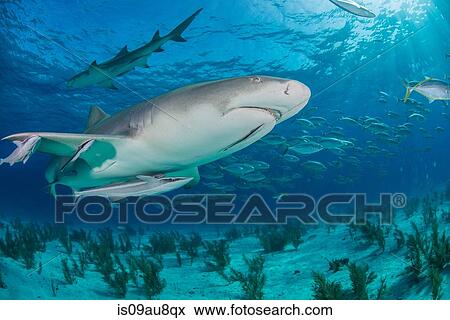 Low angle underwater view of lemon shark swimming near seabed, Tiger Beach, Bahamas View Large Photo Image Stock Photo - Low angle underwater view of lemon shark swimming near seabed, Tiger Beach, Bahamas. Fotosearch