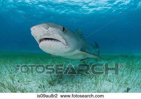 Low angle underwater view of tiger shark swimming near seagrass covered seabed, Tiger Beach, Bahamas View Large Photo Image Stock Image - Low angle underwater view of tiger shark swimming near seagrass covered seabed, Tiger Beach, Bahamas. Fotosearch