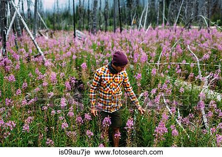 Mid adult man wearing check shirt in field of wildflowers looking down, Moraine lake, Banff National Park, Alberta Canada View Large Photo Image Stock Image - Mid adult man wearing check shirt in field of wildflowers looking down, Moraine lake, Banff National Park, Alberta Canada. Fotosearch