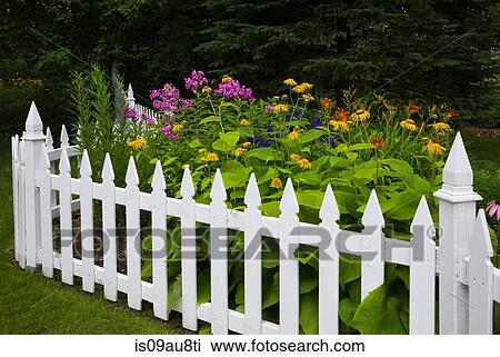 Orange, yellow and purple flowers surrounded by white picket fence View Large Photo Image Stock Image - Orange, yellow and purple flowers surrounded by white picket fence. Fotosearch