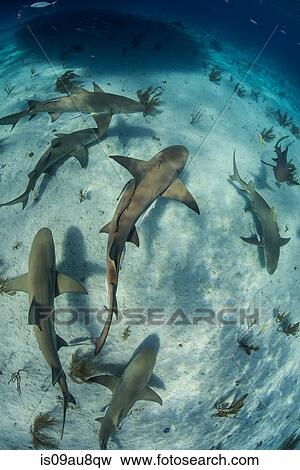 Stock Photo - Overhead underwater view of school of lemon sharks swimming near seabed, Tiger Beach, Bahamas. Fotosearch