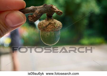 Stock Image - Person holding acorn, close-up. Fotosearch