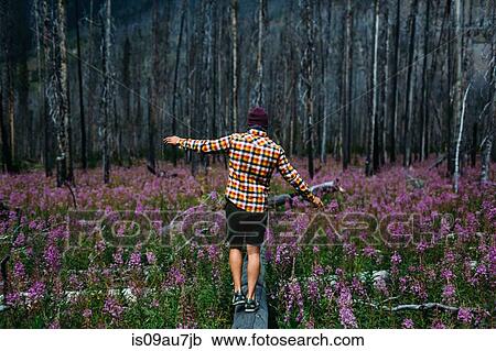 Rear view of mid adult man balancing on fallen tree in field of wildflowers, Moraine lake, Banff National Park, Alberta Canada View Large Photo Image Stock Image - Rear view of mid adult man balancing on fallen tree in field of wildflowers, Moraine lake, Banff National Park, Alberta Canada. Fotosearch