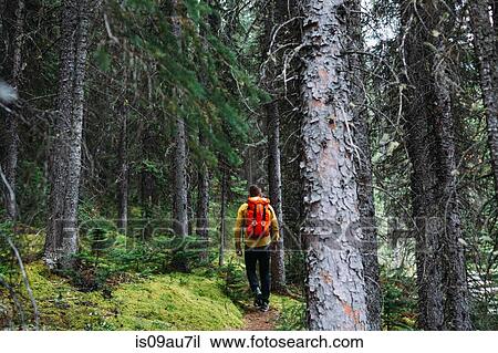 Rear view of mid adult man carrying orange packback trekking through forest, Moraine lake, Banff National Park, Alberta Canada View Large Photo Image Stock Image - Rear view of mid adult man carrying orange packback trekking through forest, Moraine lake, Banff National Park, Alberta Canada. Fotosearch