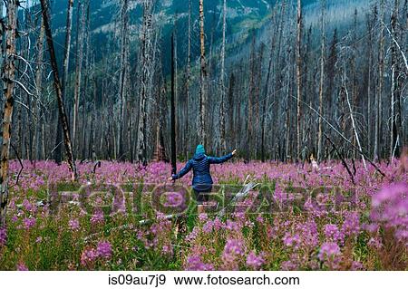 Rear view of mid adult woman balancing on fallen tree in field of wildflowers, Moraine lake, Banff National Park, Alberta Canada View Large Photo Image Stock Photo - Rear view of mid adult woman balancing on fallen tree in field of wildflowers, Moraine lake, Banff National Park, Alberta Canada. Fotosearch