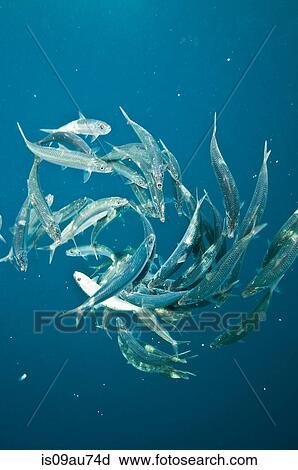 Remaining sardines from sardine baitball, after Bonito fish have attacked, Isla Mujeres, Mexico View Large Photo Image Stock Image - Remaining sardines from sardine baitball, after Bonito fish have attacked, Isla Mujeres, Mexico. Fotosearch