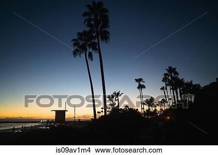 Picture - Silhouetted palm trees at sunset, Newport Beach, California, USA. Fotosearch