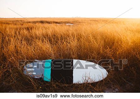 Surfboard lying in field of long grass at sunset, San Luis Obispo, California, USA View Large Photo Image Stock Photo - Surfboard lying in field of long grass at sunset, San Luis Obispo, California, USA. Fotosearch