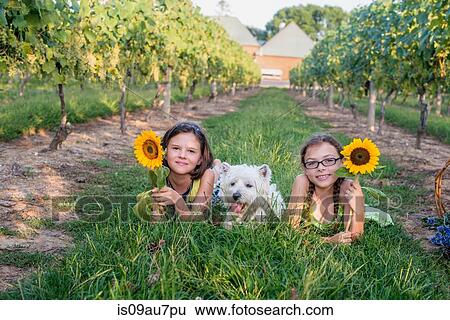 Two young girls lying on grass with pet dog, holding sunflowers View Large Photo Image Stock Photograph - Two young girls lying on grass with pet dog, holding sunflowers. Fotosearch