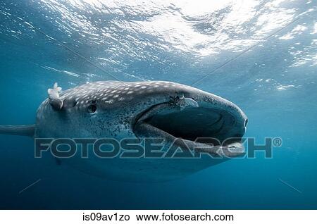 Underwater front view of whale shark feeding, mouth open, Isla Mujeres, Mexico View Large Photo Image Picture - Underwater front view of whale shark feeding, mouth open, Isla Mujeres, Mexico. Fotosearch