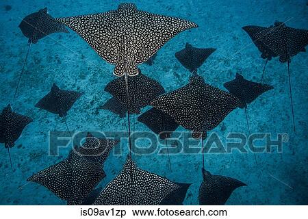 Underwater overhead view of spotted eagle rays casting shadows on seabed, Cancun, Mexico View Large Photo Image Stock Photography - Underwater overhead view of spotted eagle rays casting shadows on seabed, Cancun, Mexico. Fotosearch