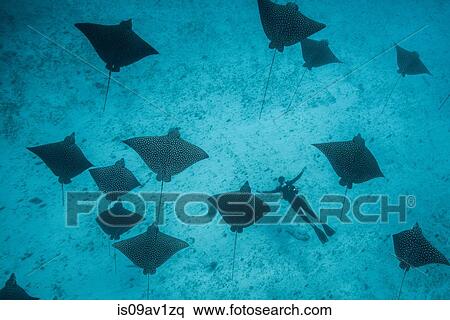 Underwater overhead view of spotted eagle rays and scuba diver casting shadows on seabed, Cancun, Mexico View Large Photo Image Stock Photography - Underwater overhead view of spotted eagle rays and scuba diver casting shadows on seabed, Cancun, Mexico. Fotosearch