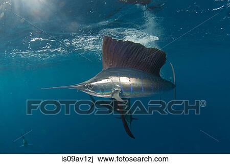 Underwater side view of Atlantic sailfish, Isla Contoy, Quintana Roo, Mexico View Large Photo Image Stock Image - Underwater side view of Atlantic sailfish, Isla Contoy, Quintana Roo, Mexico. Fotosearch