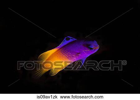 Underwater side view of royal gramma fish against dark background, Cancun, Mexico View Large Photo Image Stock Image - Underwater side view of royal gramma fish against dark background, Cancun, Mexico. Fotosearch