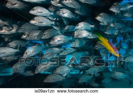 Underwater side view of school of fish, Cancun, Mexico View Large Photo Image Picture - Underwater side view of school of fish, Cancun, Mexico. Fotosearch