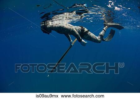 Underwater side view of spearfisher preparing to dive on wreck, Cabo Catoche, Quintana Roo, Mexico View Large Photo Image Stock Photo - Underwater side view of spearfisher preparing to dive on wreck, Cabo Catoche, Quintana Roo, Mexico. Fotosearch