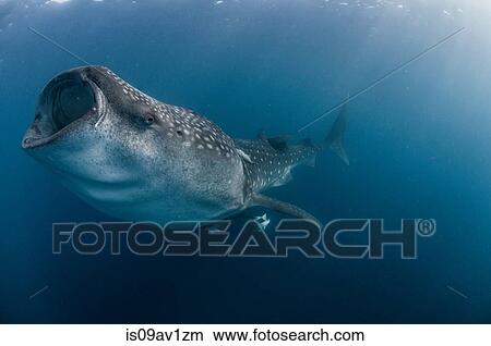 Picture - Underwater side view of whale shark feeding, mouth open, Isla Mujeres, Mexico. Fotosearch