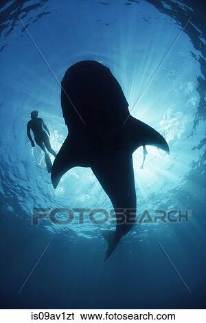 Underwater view from below a careless whale shark of scuba diver swimming alongside, backlit, Isla Mujeres, Mexico View Large Photo Image Stock Photograph - Underwater view from below a careless whale shark of scuba diver swimming alongside, backlit, Isla Mujeres, Mexico. Fotosearch