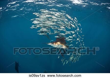 Underwater view of Atlantic sailfish chasing sardine baitball, Isla Contoy, Mexico View Large Photo Image Stock Photograph - Underwater view of Atlantic sailfish chasing sardine baitball, Isla Contoy, Mexico. Fotosearch