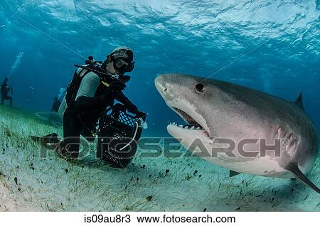 Stock Image - Underwater view of scuba diver on seabed feeding tiger shark, Tiger Beach, Bahamas. Fotosearch