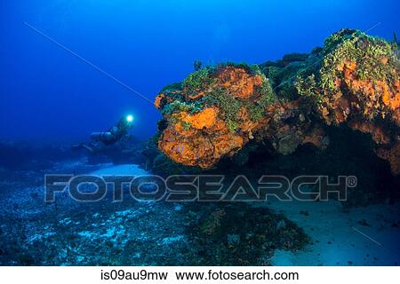 Underwater view of scuba diver investigating colourful reef, Arrowsmith Banks, Cancun, Mexico View Large Photo Image Stock Photo - Underwater view of scuba diver investigating colourful reef, Arrowsmith Banks, Cancun, Mexico. Fotosearch